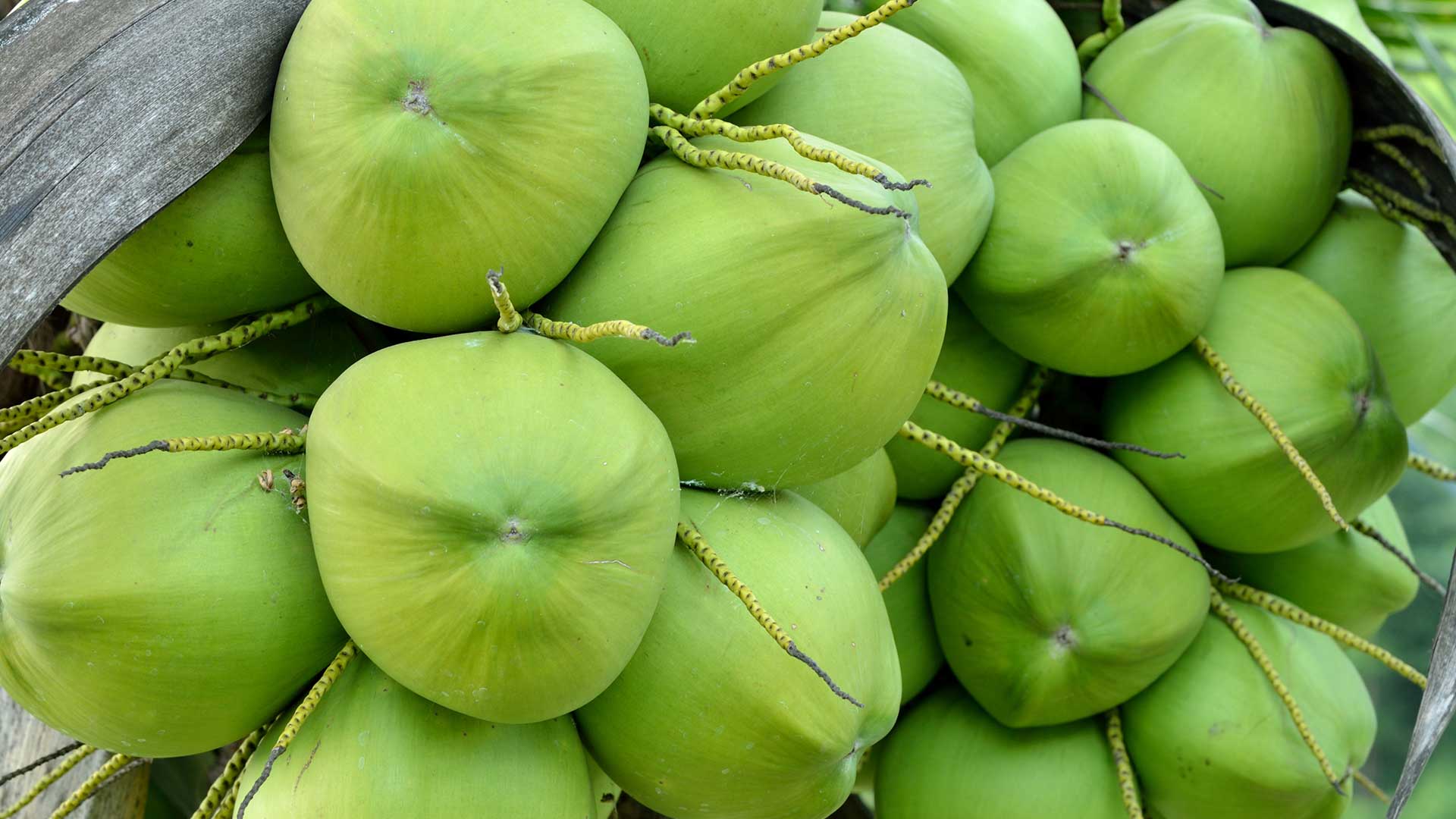 Young Coconut Water Health Benefits